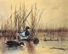 Mallard Ducks in a Lake c.1890  on