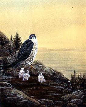 Falcon with its Chicks c.1890  on