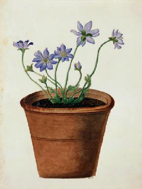Purple Flowers in a Terracotta Pot c.1825  on