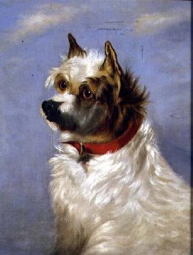 A terrier with a red collar