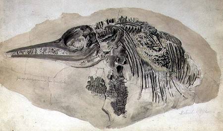 Young Ichthyosaurus from Lyme Regis von English School