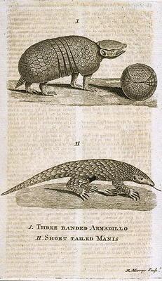 Three Banded Armadillo and Short Tailed Manis, from 'The Gentleman's Magazine', published c.1773, en