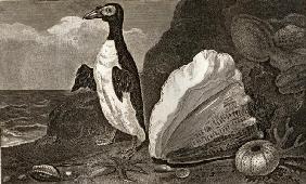 The Penguin with the conch and other shells and sponges (engraving) 19th
