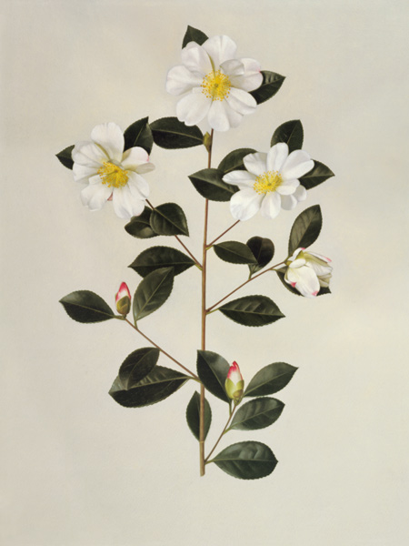 Camellia japonica (oil on paper) von English School, (20th century)