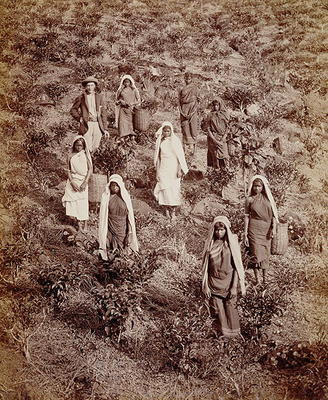 Tea Pickers in Ceylon, c.1900 (photo) von English School, (20th century)
