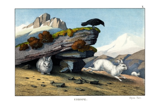 Alpine Hare von English School, (19th century)