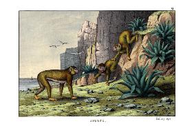 Barbary Ape 1860