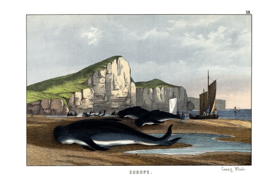 Caa'ing Whale von English School, (19th century)