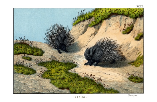 Crested Porcupine von English School, (19th century)