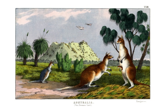 Eastern Grey Kangaroo von English School, (19th century)