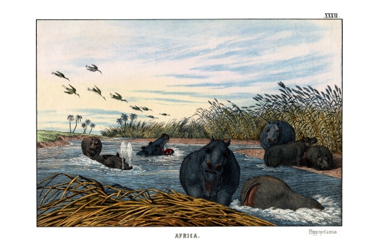 Hippopotamus von English School, (19th century)