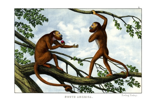 Howling Monkey von English School, (19th century)