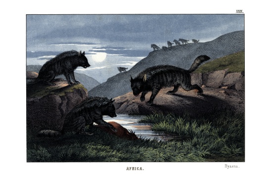 Hyena von English School, (19th century)
