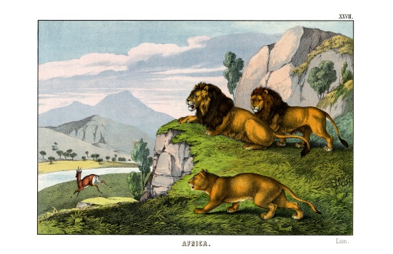 Lion von English School, (19th century)
