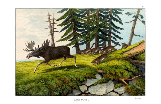 Moose-deer von English School, (19th century)