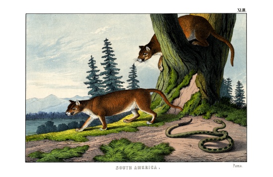 Puma von English School, (19th century)
