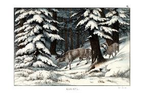 Reindeer 1860