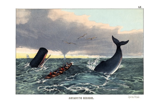 Sperm Whale von English School, (19th century)