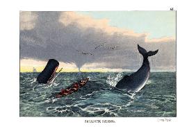 Sperm Whale 1860
