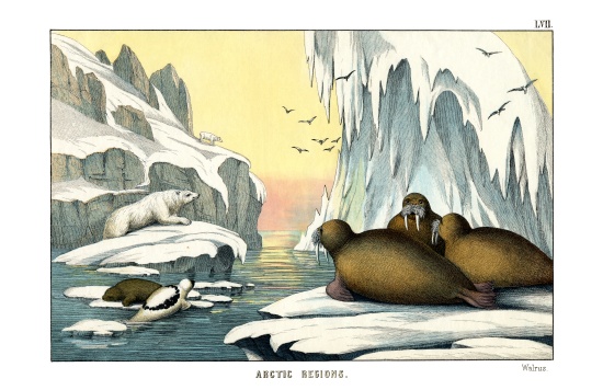 Walrus von English School, (19th century)