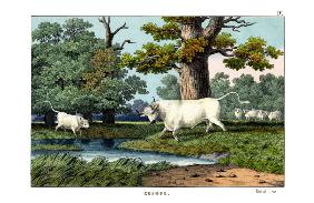 Wild Cattle of Britain 1860