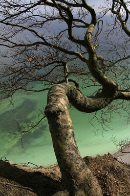 Baum am Kreidefelsen von Enrico Schade