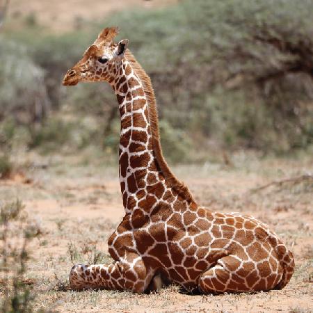 Baby giraffe, Loisaba 2017