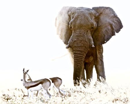 Bull Elephant and Springbok, Etosha 2017