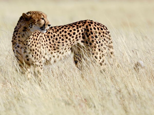 Cheetah, Etosha von Eric Meyer