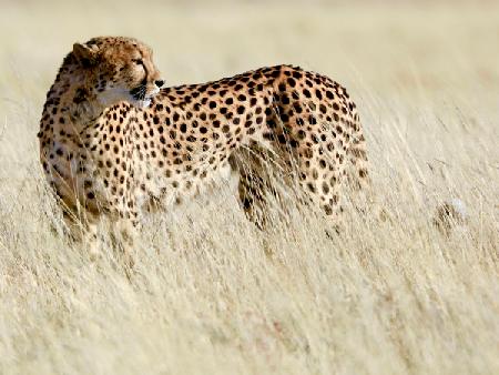 Cheetah, Etosha 2017