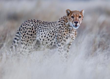 Chyulu cheetah 2019