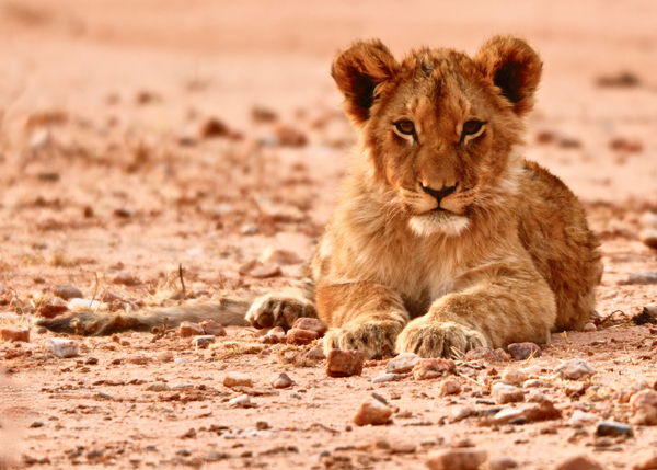 Cub, Mount Etjo von Eric Meyer