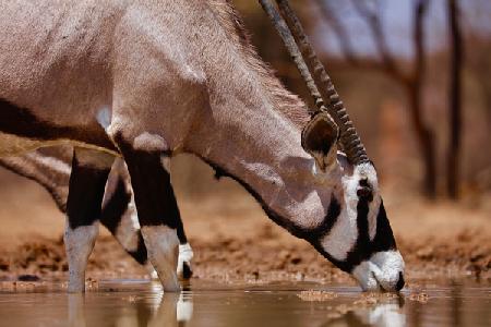 Oryx Drinking, Mount Etjo 2019