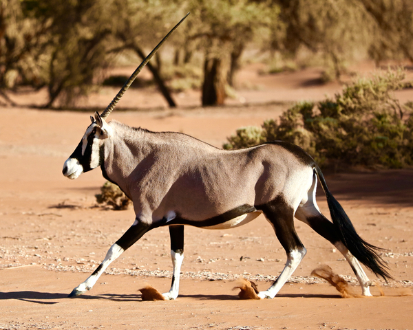Oryx, Namib Desert von Eric Meyer