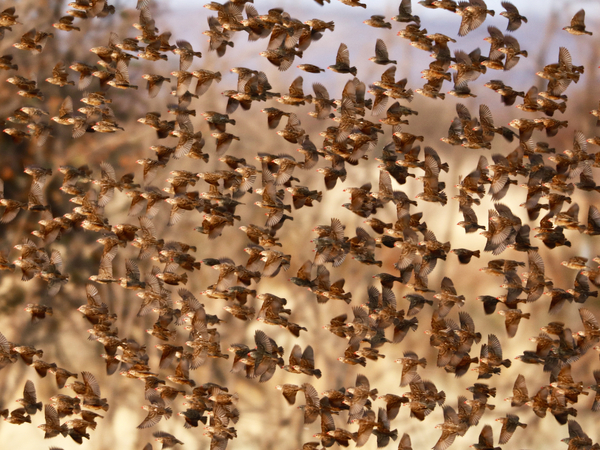 Safety in Numbers (red-billed quelea), Namibia von Eric Meyer