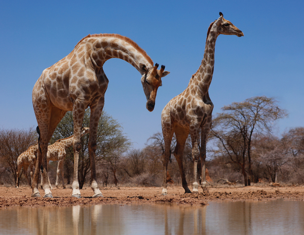 Southern Giraffes von Eric Meyer