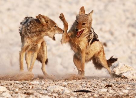 Sparring Jackals, Etosha 2018