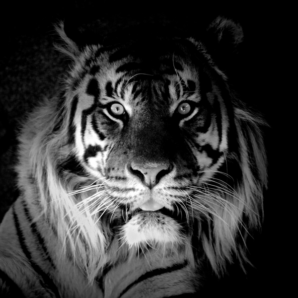 Tiger von Eric Meyer