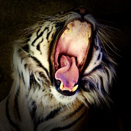 Tiger Teeth 2017