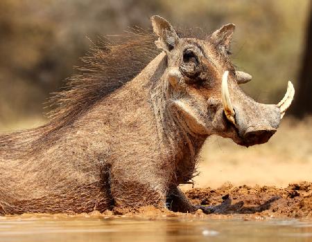 Warthog, Mount Etjo Namibia 2018