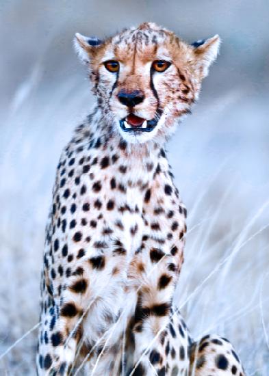 Young cheetah 2019