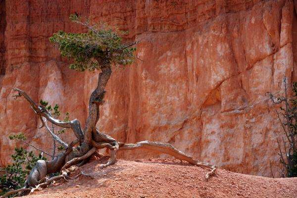 Baum im Bryce Canyon von Erich Teister