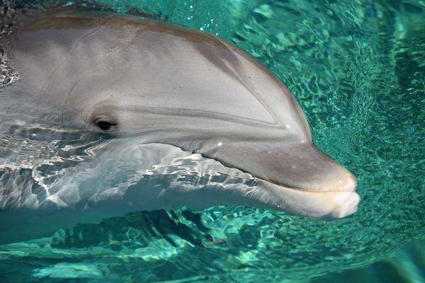Delfin-Portrait von Erich Teister