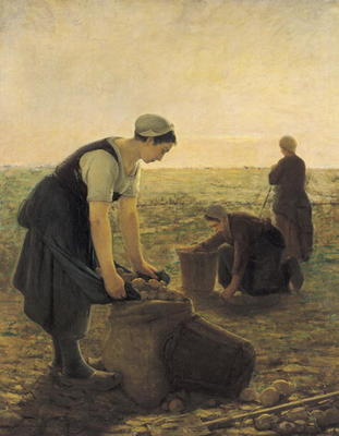 The Potato Harvest (oil on canvas) von Ernest Masson