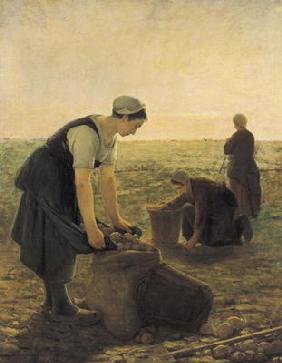 The Potato Harvest (oil on canvas) 1928