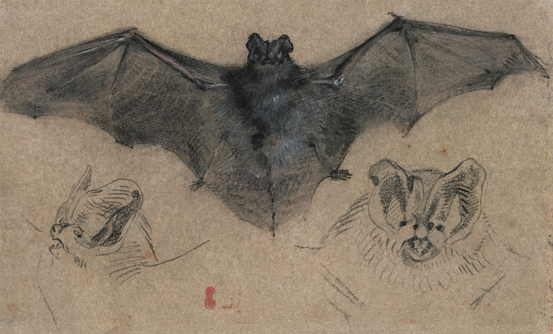 Fledermaus von Eugène Delacroix