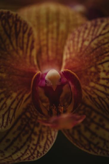 Botanische Serie – Orchidee aus nächster Nähe und persönlich