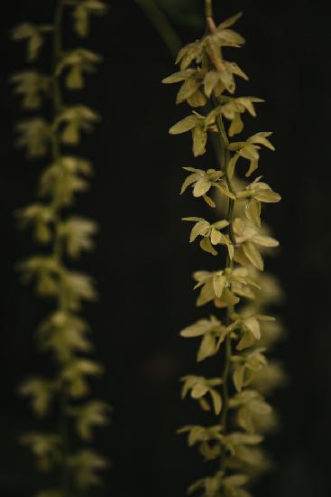 Botanische Serie - Kleine gelbe Blüten