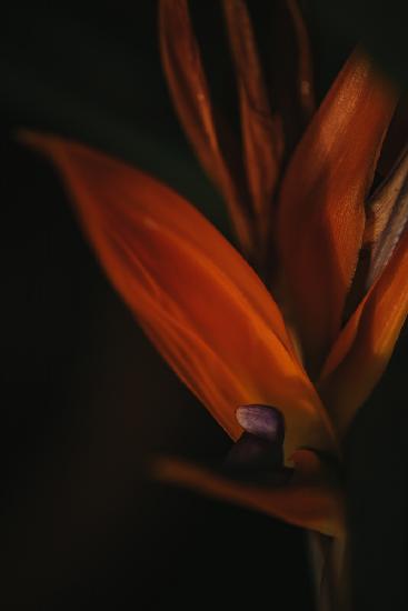 Botanische Serie - Paradiesvogelblume