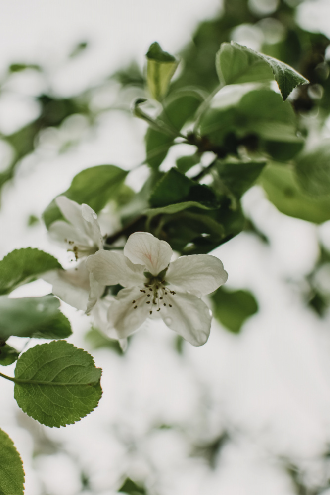 Frühlingsserie – Apfelblüten im Regen 10/12 von Eva Bronzini